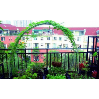 真開心陽(yáng)臺(tái)種植蔬菜